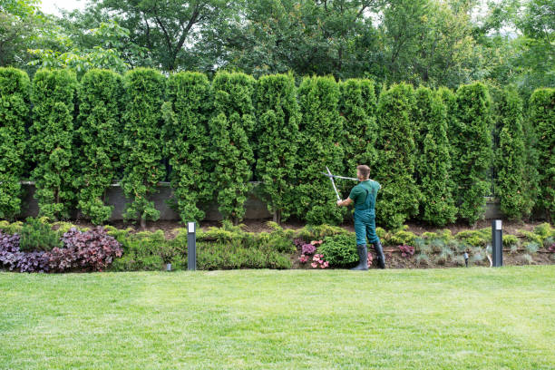 Professional Tree Services in Staten Island, NY